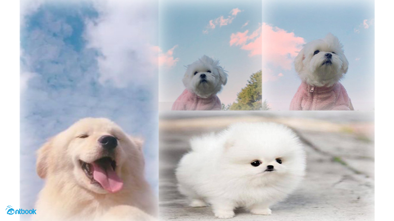 cách ghép ảnh trong Photoshop